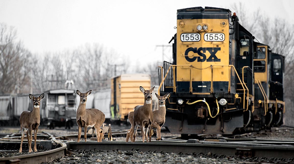 csx-rail-deer-train.jpg