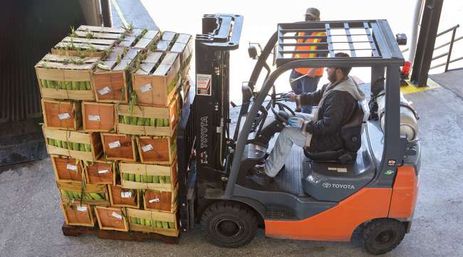 A forklift moves pallets of yellow sweet corn into a refrigerated truck.