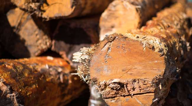 Timber logs stacked at a sawmill in Canada. (James MacDonald/Bloomberg News)