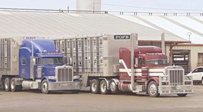 A truck hauling cattle