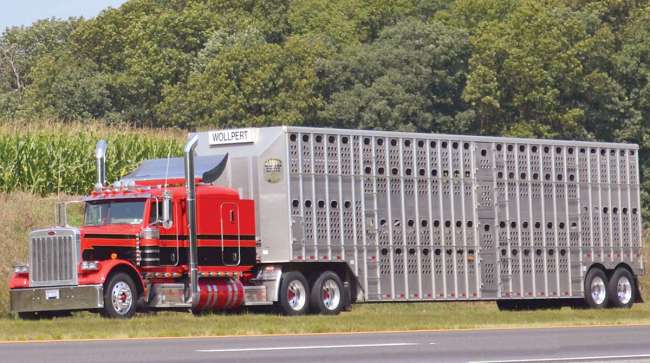 Livestock and cattle-hauling truck