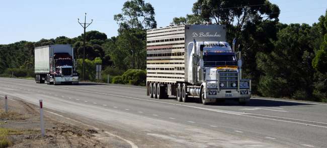Truck hauls livestock