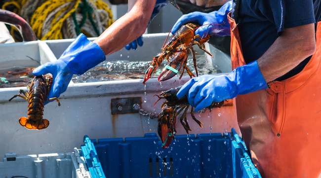 Sorting through live lobster on boat