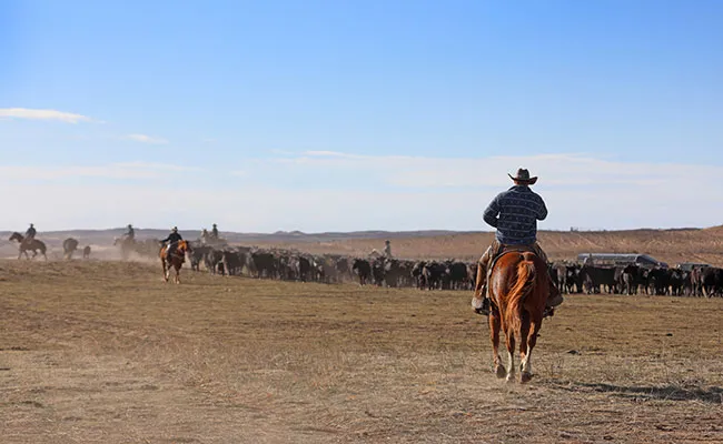 Texas rancher rounding up cattle