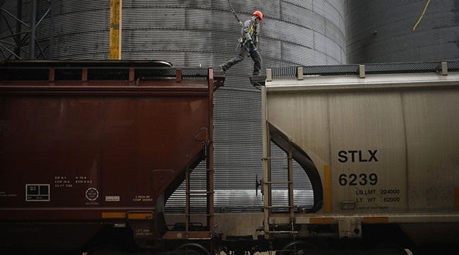 A worker walks across the top of a railroad grain hopper car