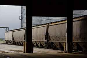 Grain rail cars sit on tracks