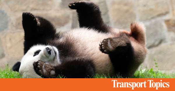National Zoo's Giant Pandas Depart for China via FedEx