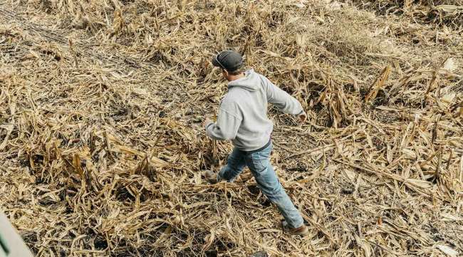 A farmer walks through a corn field