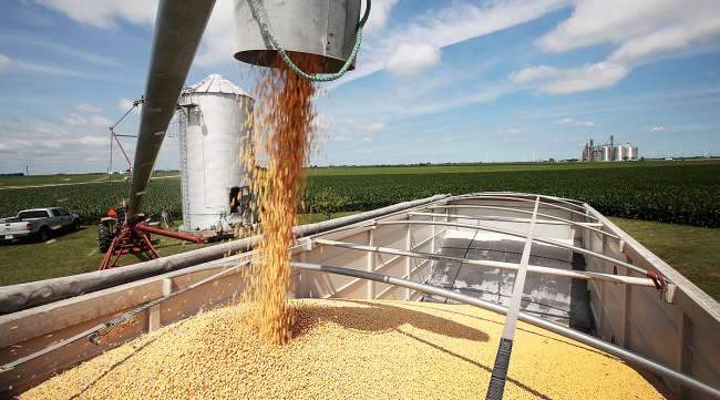 Soybeans are loaded from a grain bin onto a truck