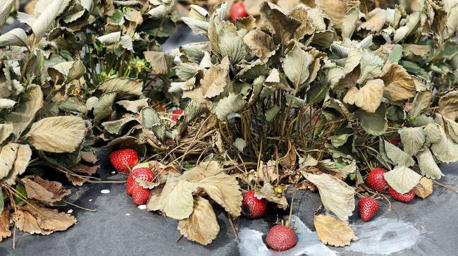Strawberries rot in field