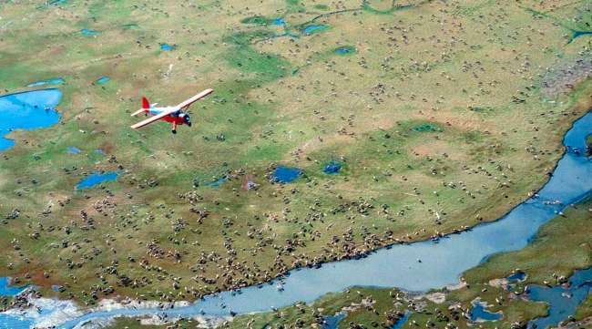 An airplane flies over caribou in the Arctic National Wildlife Refuge.
