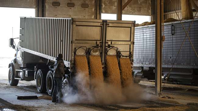 Truck dumps corn for biofuel