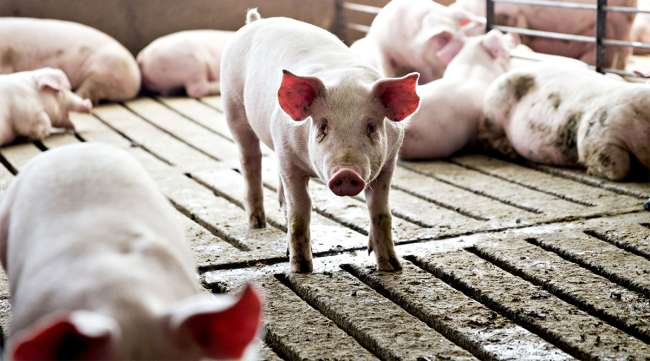 Baby pigs stand in a pen at the Paustian Enterprises farm in Walcott, Iowa