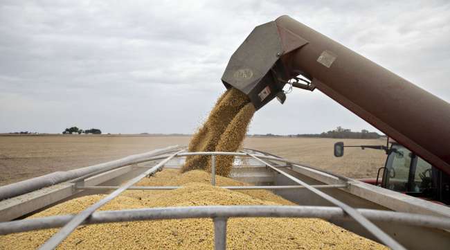 Soybeans are unloaded from a grain wagon during harvest in Wyanet, Ill. (Daniel Acker/Bloomberg News)