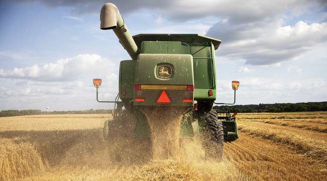 Wheat is harvested with a combine harvester