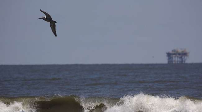 A pelican flies over the Gulf of Mexico near offshore platforms off the coast of Grand Isle, La.