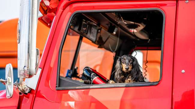 Dog in truck window