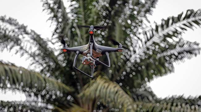 Drone for palm oil