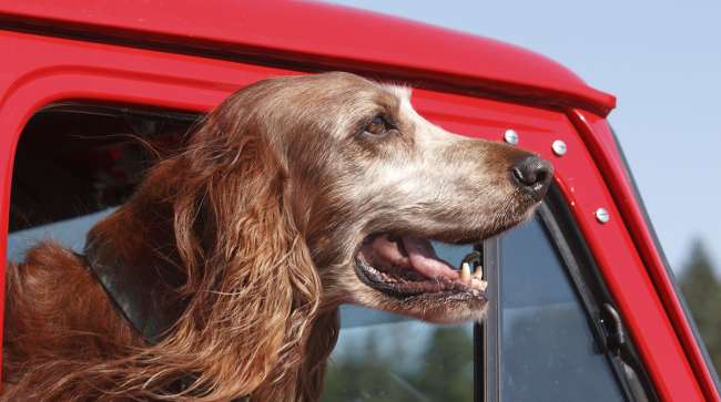 Dog in red truck