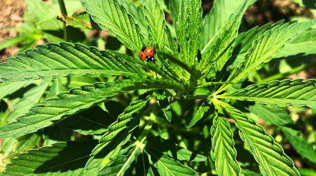 Ladybug on hemp plant