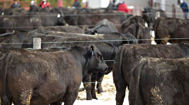 Angus bulls stand in pens prior to an auction in Wisconsin in April 2019.