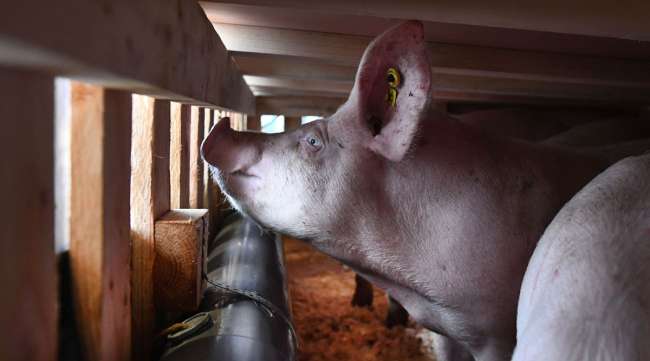 A pig looks out from a cage to be loaded onto a cargo plane.