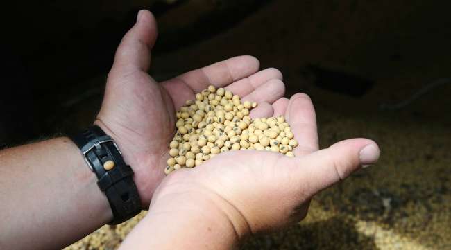 Soybeans in farmers' hands