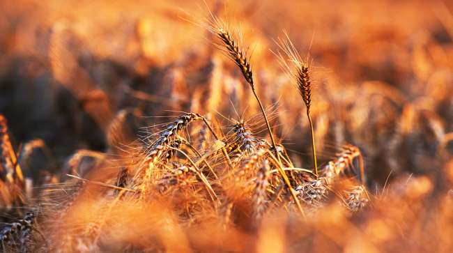 Wheat Prices Set to Soar