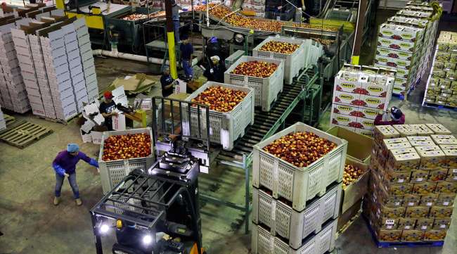 Workers load containers of nectarines
