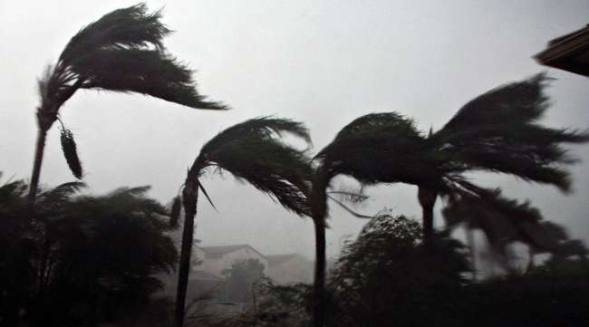 Palm trees sway in Hurricane Wilma's winds.