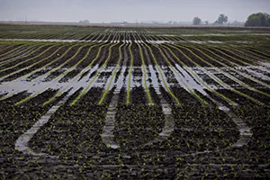 A saturated corn field