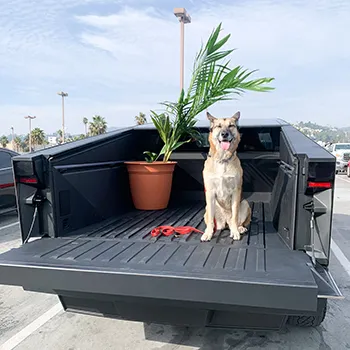 Dog in the back of a Cybertruck