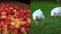 Apples and chickens