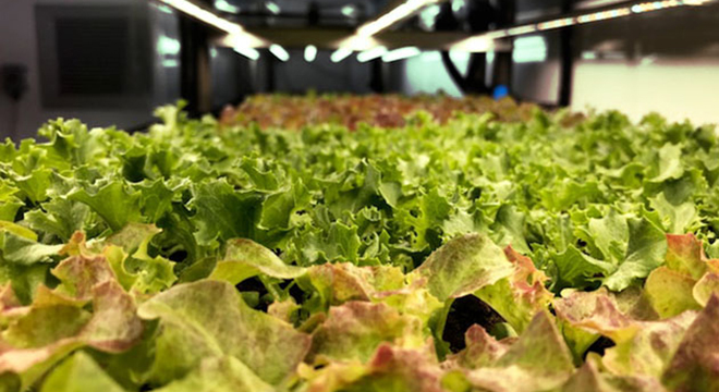 Lettuce grows in Tiger Corner Farms.